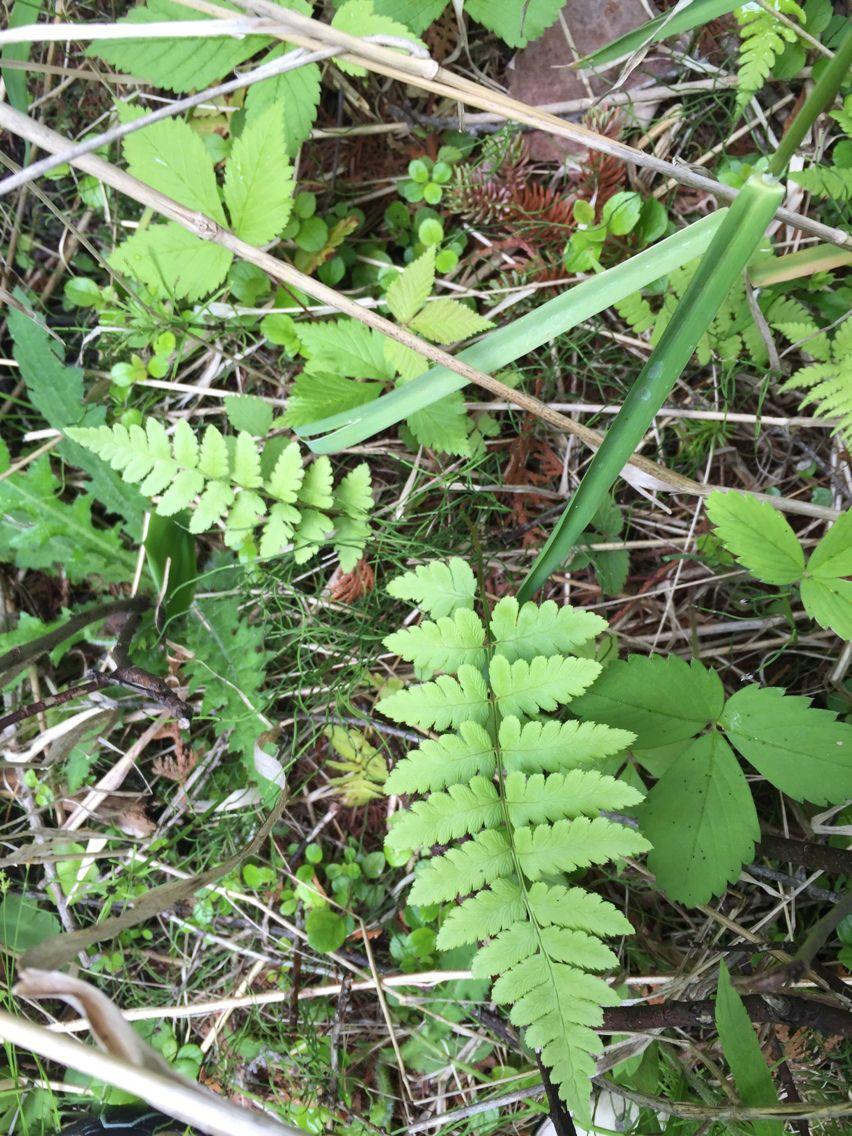 Kamvaren (Dryopteris cristata) in volle groei, met fijn gevederde bladeren in een vochtige bosachtige omgeving