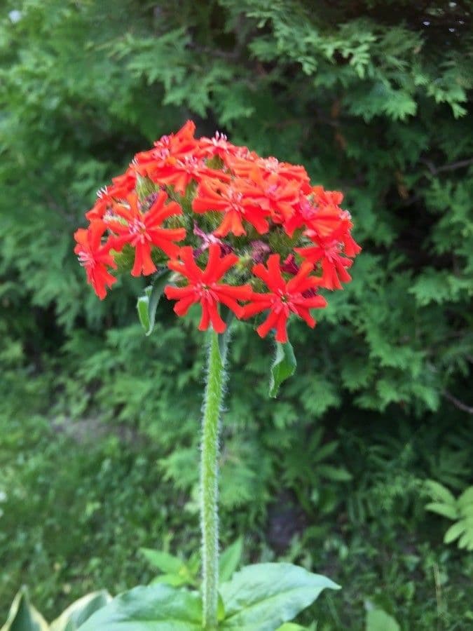 Silene chalcedonica met karakteristieke rode kruis-vormige bloemen