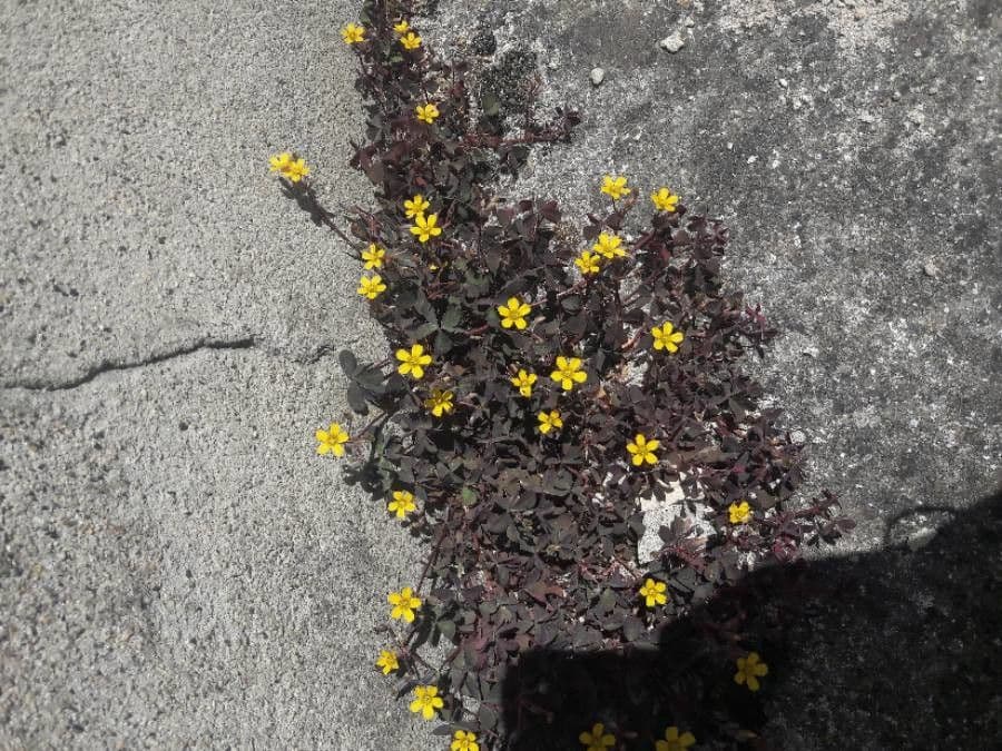 Oxalis corniculata bloemen en bladeren