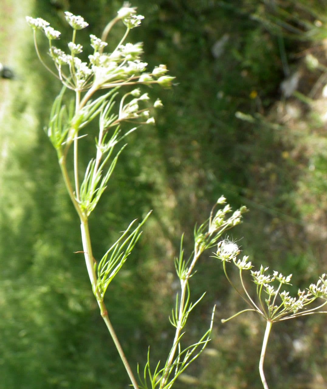 Ammoides pusilla Pflanzen im Garten