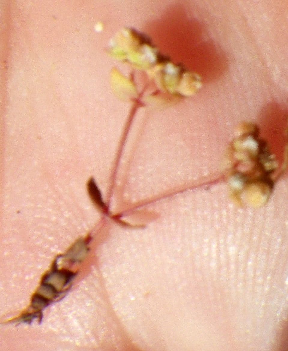 Radiola linoides with fine branches and minuscule white flowers