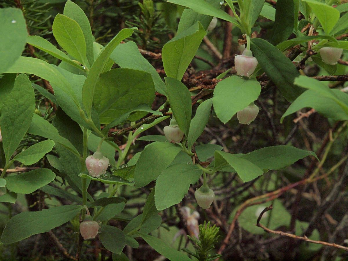 Vaccinium deliciosum mit blauen Beeren und Laub