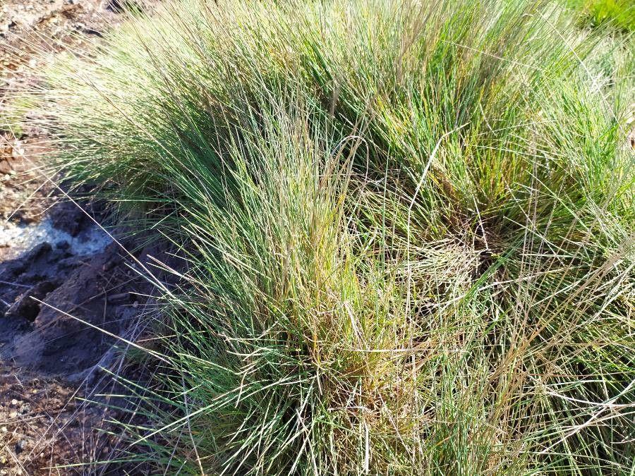 Feine, silbrig-graue Büschel des Haar-Schwingels in einem sonnigen, gut durchlässigen Beet