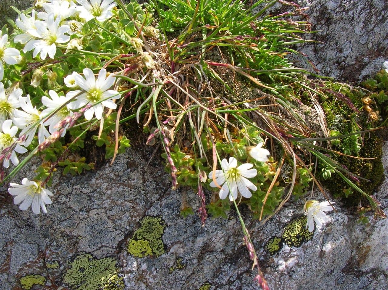 Ceraiste a larges feuilles aux fleurs blanches