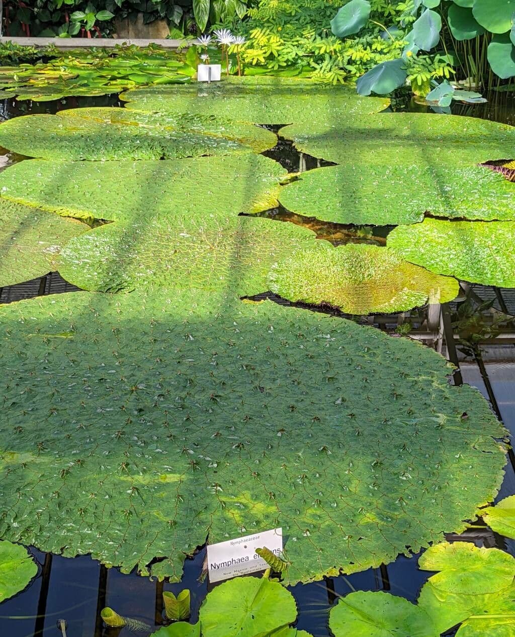 Euryale ferox waterplant met grote stekelige bladeren en paarse bloemen