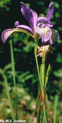 Iris prismatica Blueten mit zarten lavendelblau Blaettern