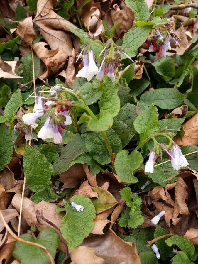 Blauwe bloemen van de ruwe smeerwortel