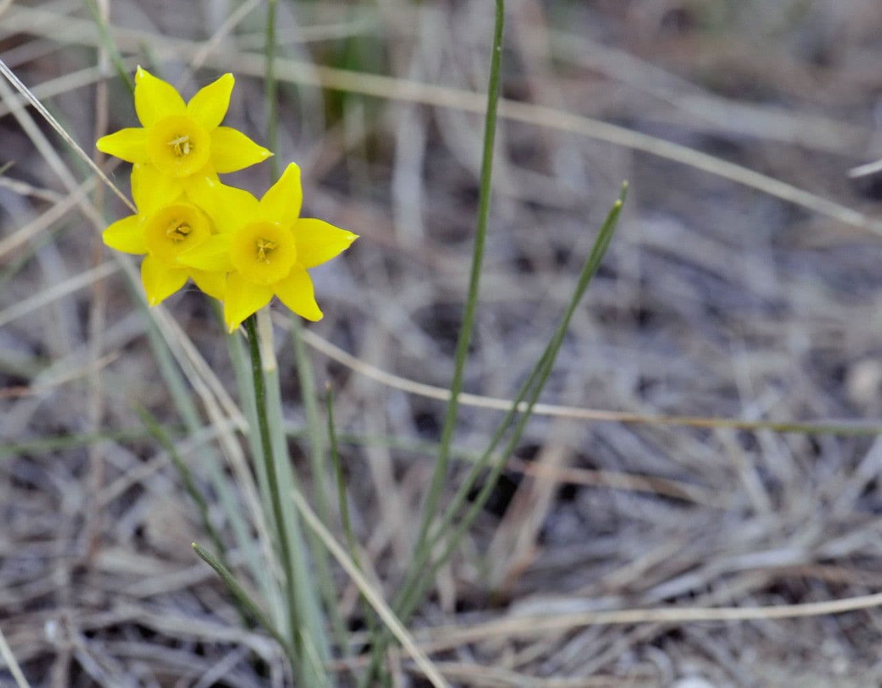 Narcissus assoanus displaying small yellow flowers with thread-like foliage in spring