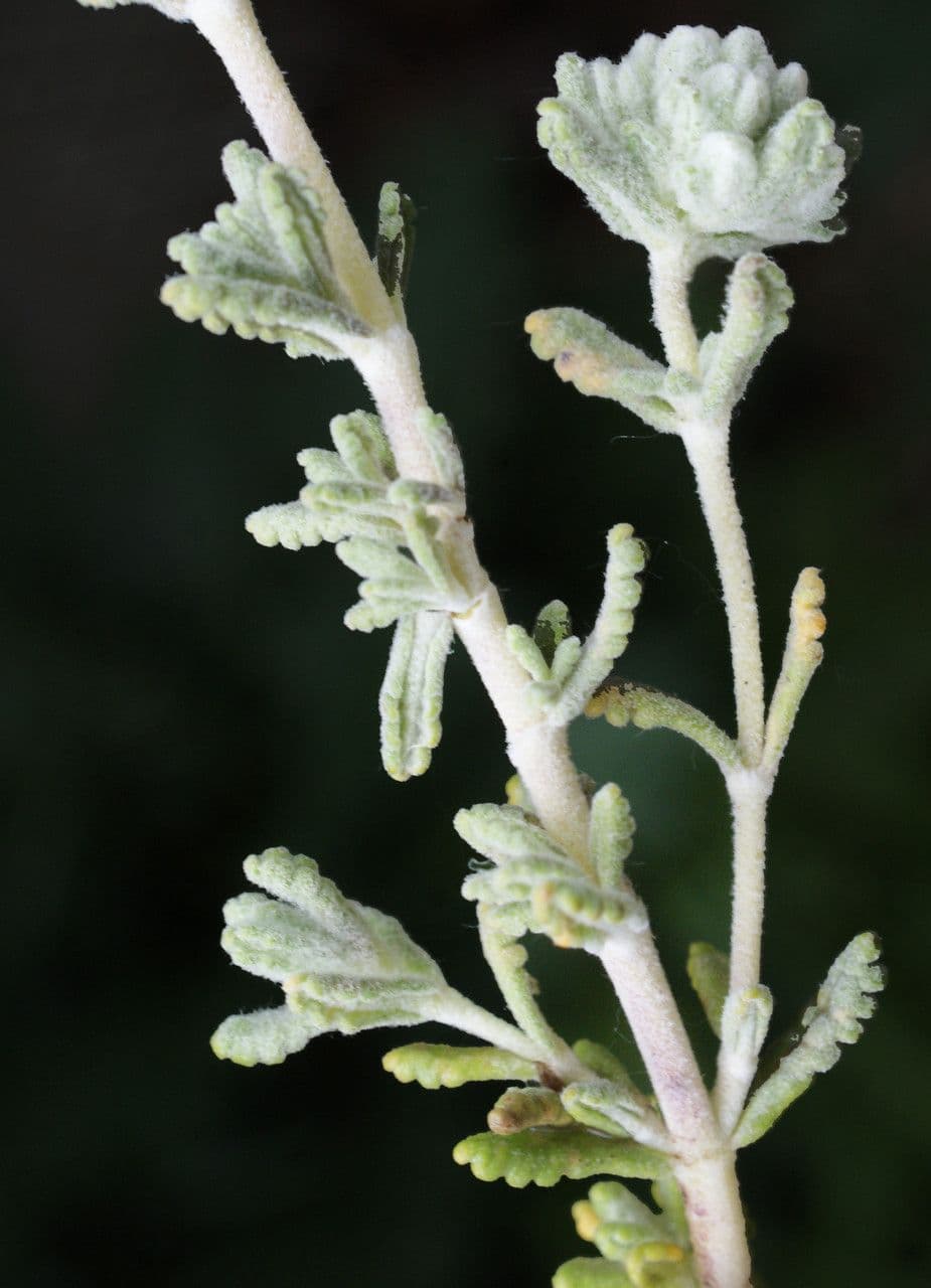 Teucrium dunense avec ses fleurs blanches sur une dune sableuse sèche et ensoleilee