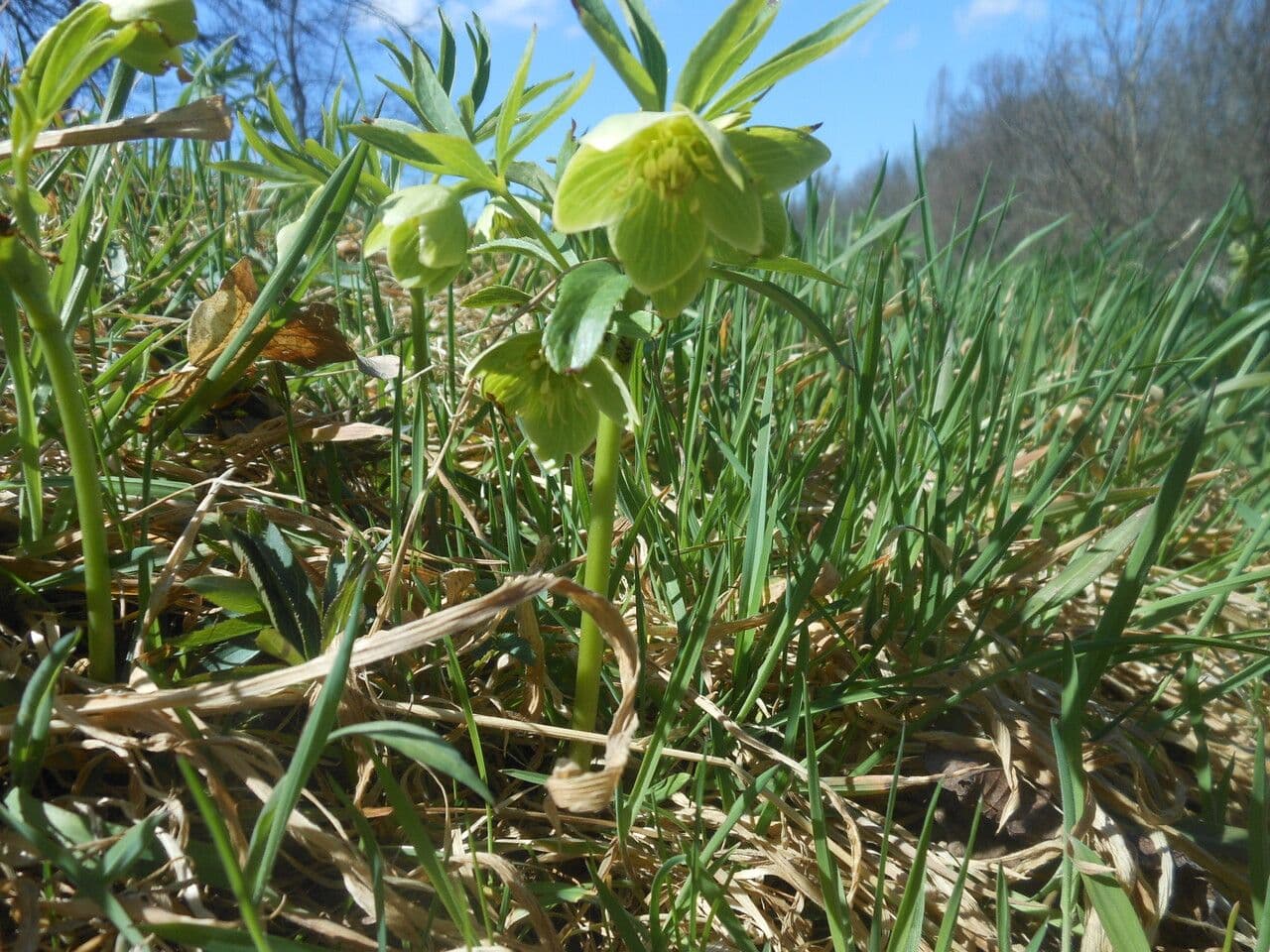 Helleborus dumetorum mit grünen Blüten blühend im Winter