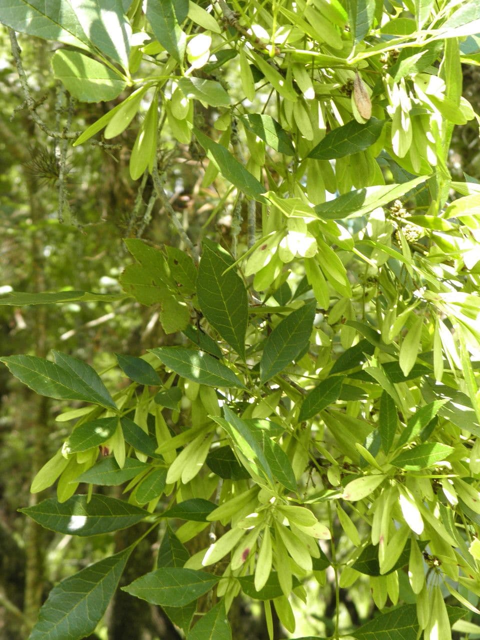 Fraxinus caroliniana Baum mit elegante grunem Gefiederlau