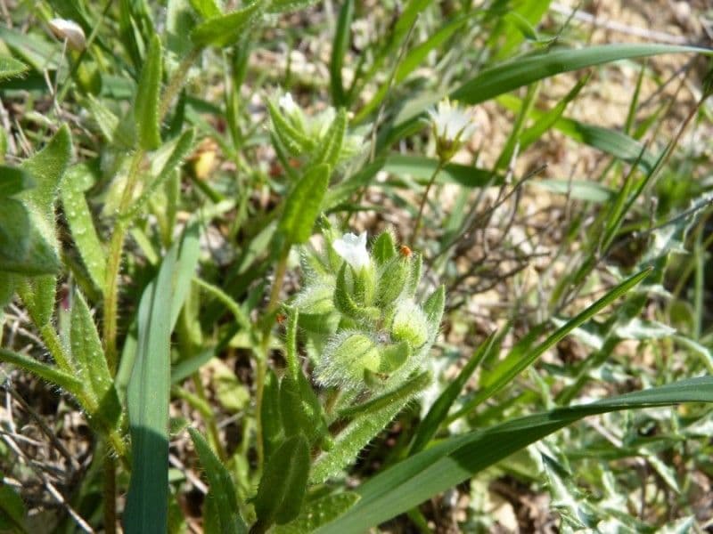 Fleurs de Nonea echioides en pleine floraison