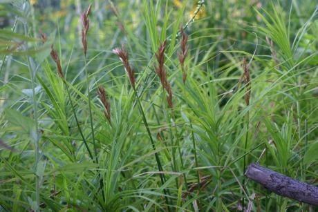 Palmzegge (Carex muskingumensis) in volle glorie in een vochtige bordersituatie, met fijn opstaand bladwerk dat palmachtig uitwaaierd