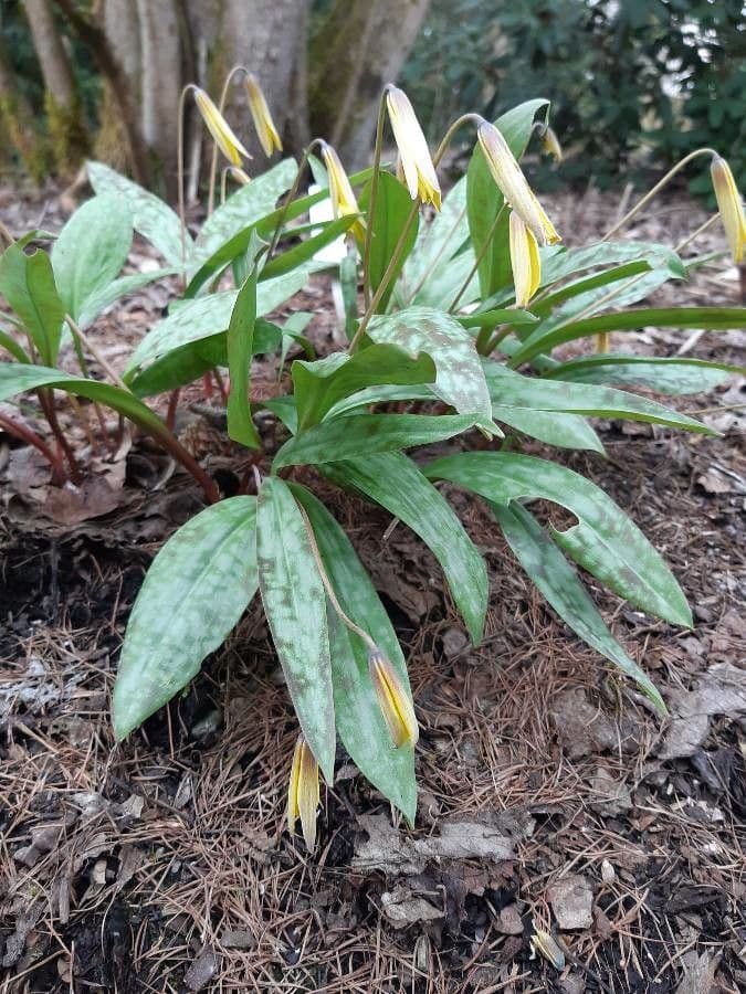 Erythronium americanum yellow flowers with mottled foliage