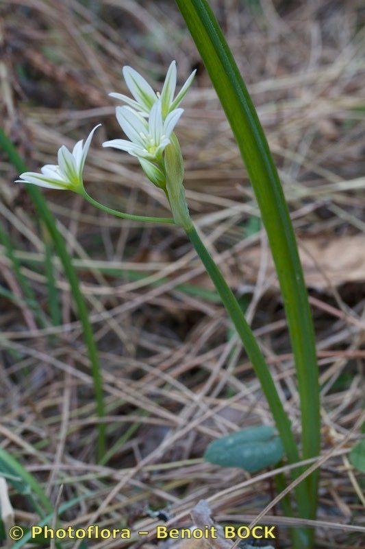 Hängende weiße Blüten von Allium pendulinum in voller Blüte auf einer trockenen, sonnigen Böschung