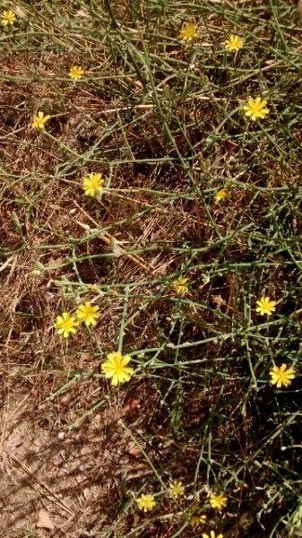Chondrilla juncea blüht auf trockenem Sandboden mit aufrechten Stängeln und leuchtend gelben Blüten