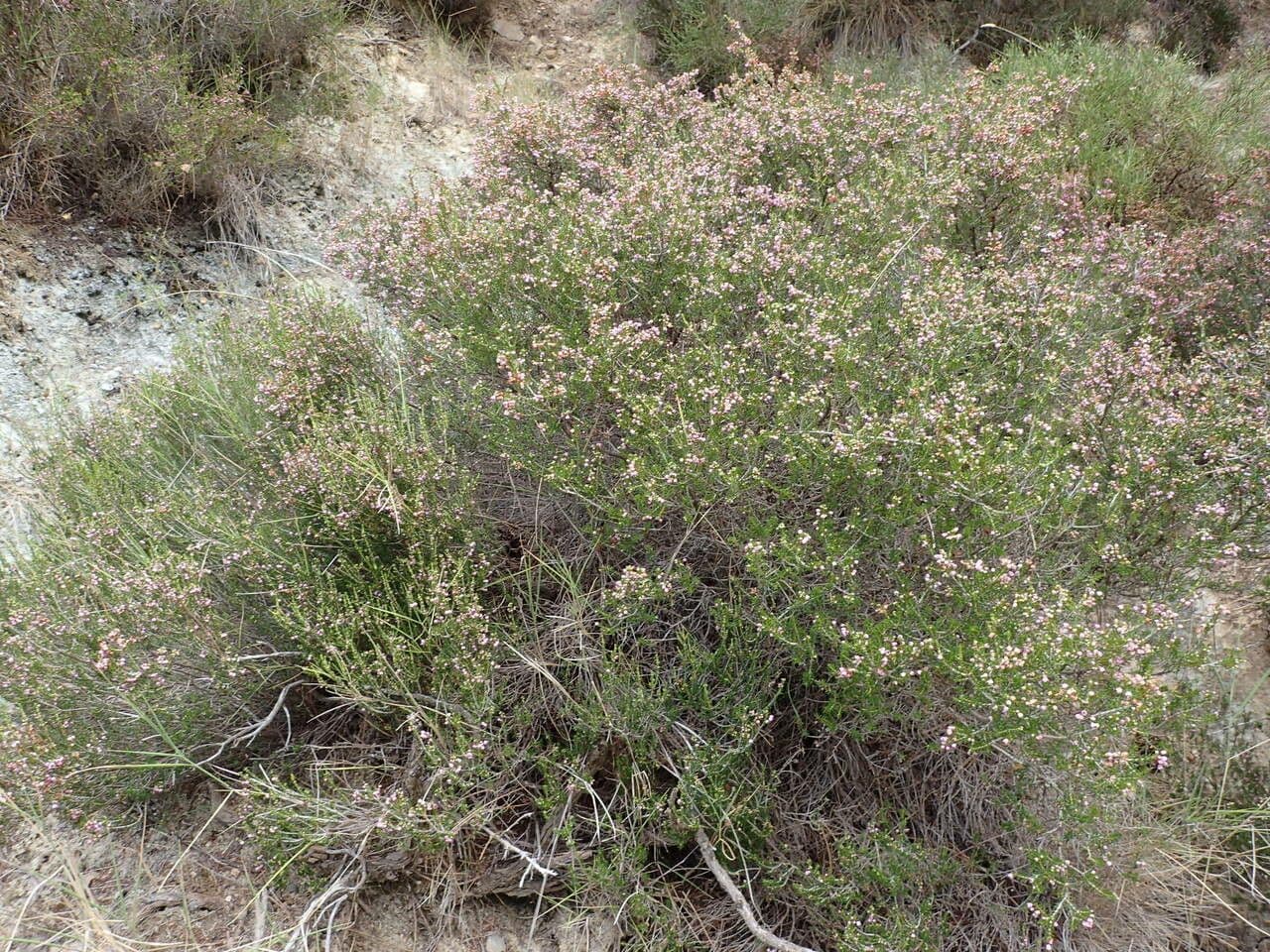 Erica manipuliflora en floraison avec fleurs roses