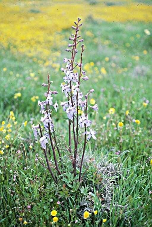 Recurved larkspur showing characteristic curved back petals