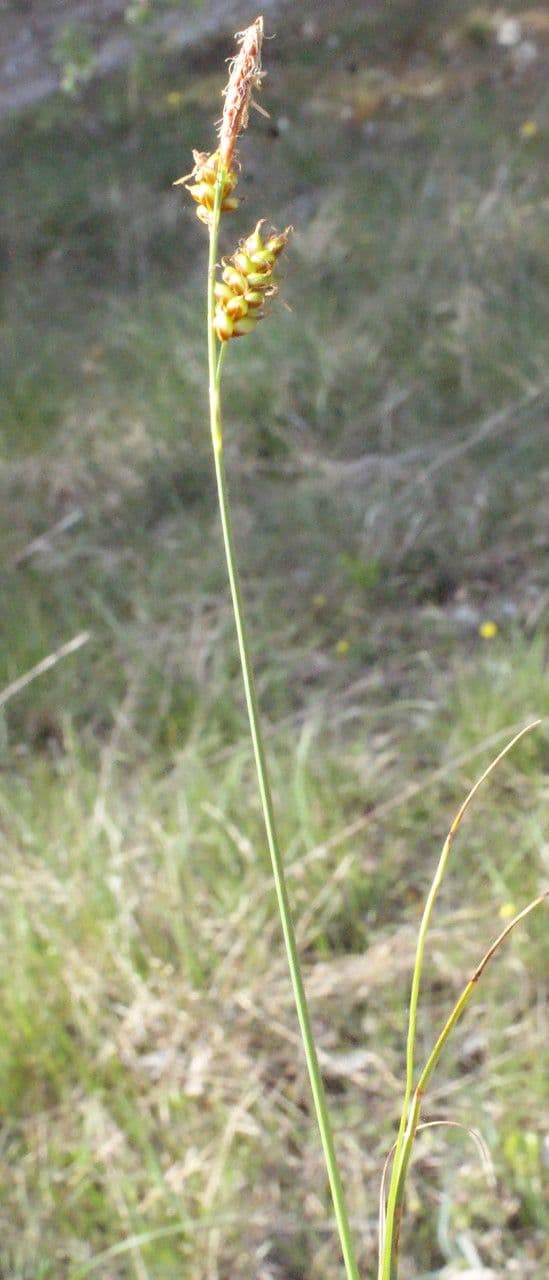 Glossy-fruited sedge with characteristic shiny brown-red fruits in moisture zone