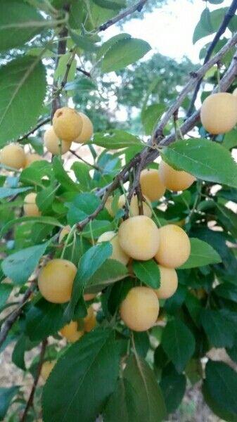 Ripe plums on a Prunus domestica tree in summer sun