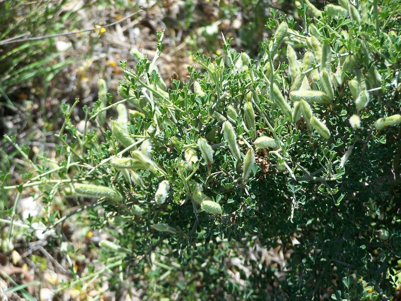 Stekelgenista met gele bloemen en karakteristieke doornen