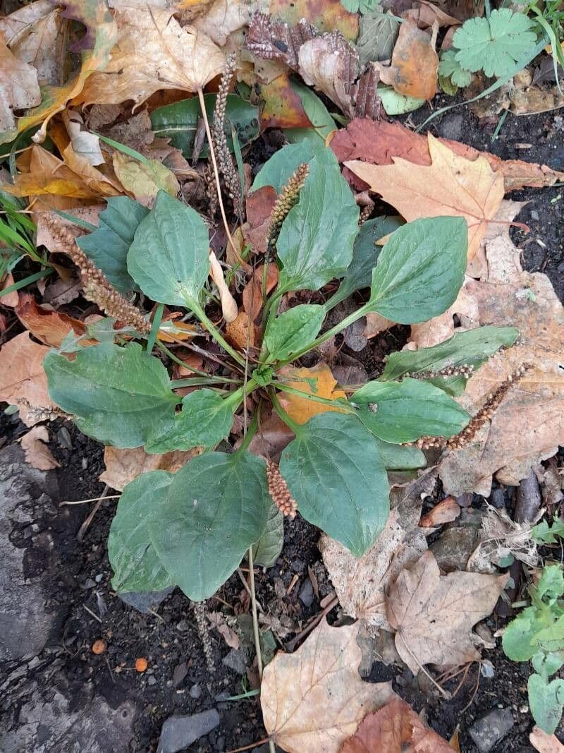 Plantago major met brede bladrozet en bloemen