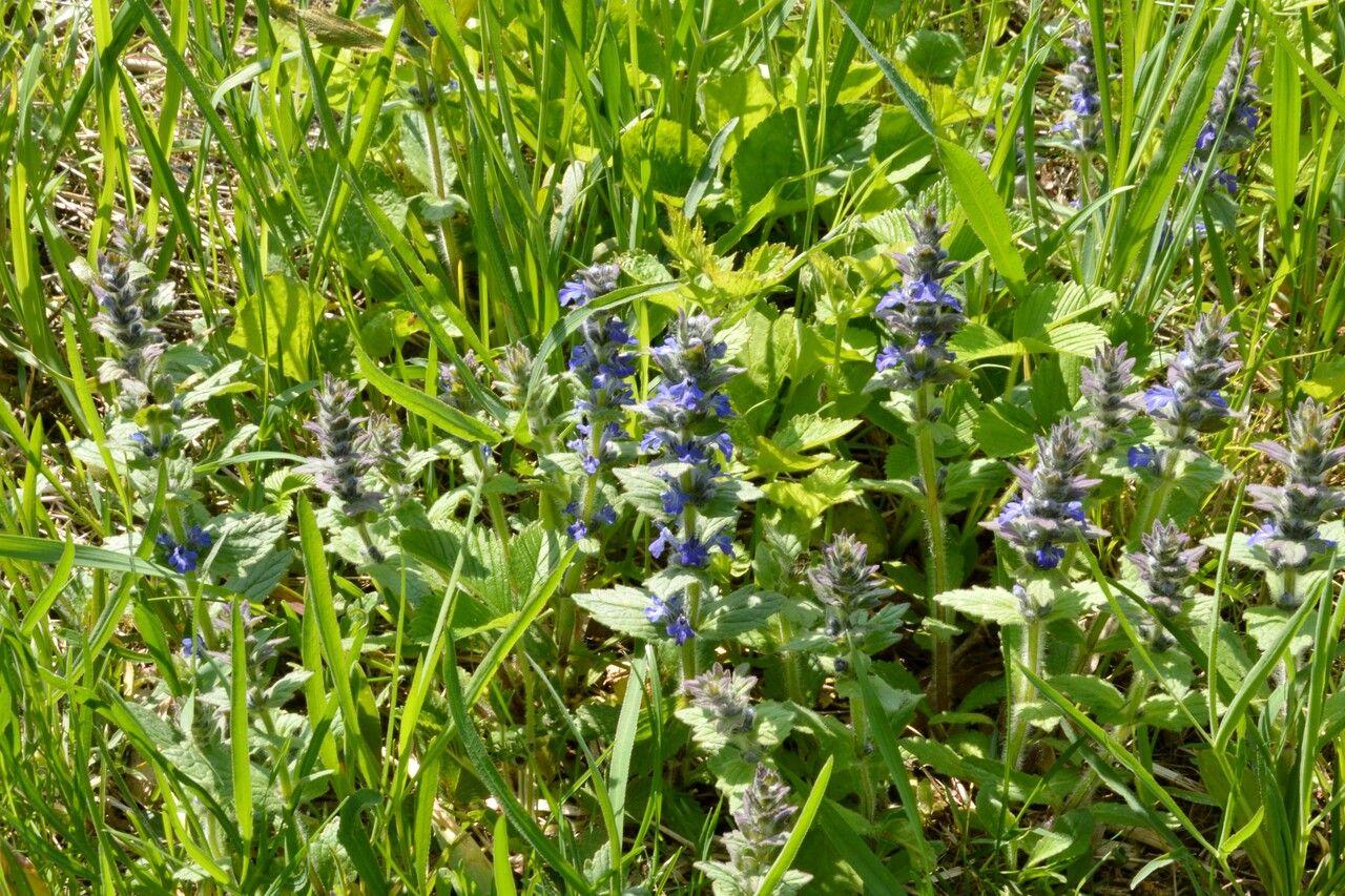 Blue bugle in full bloom under dappled shade in a woodland garden