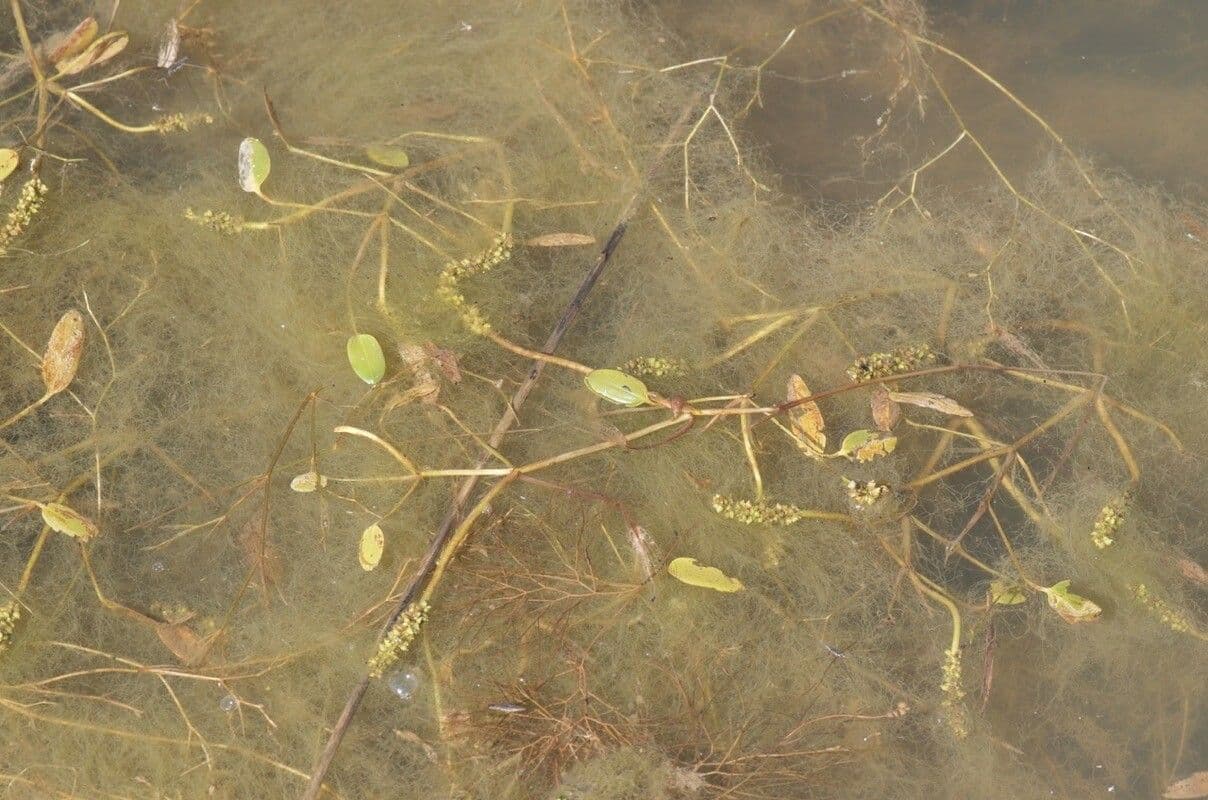 Various-leaf Pondweed with variable leaf forms in water environment