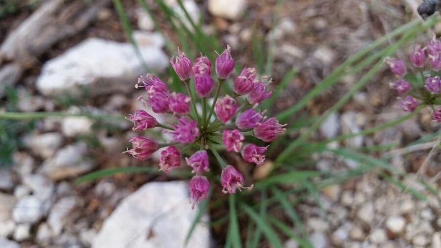 German garlic with pink flowers and characteristic slender leaves