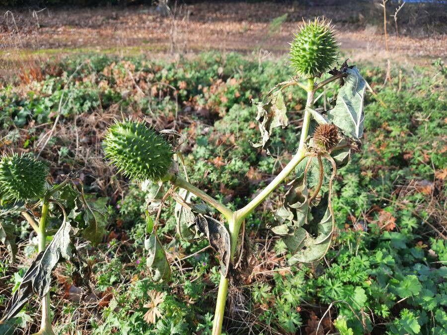 Stechapfel mit großen weißen Trompetenblüten und stacheligen Früchten in voller Blüte an einem trockenen, sonnigen Standort