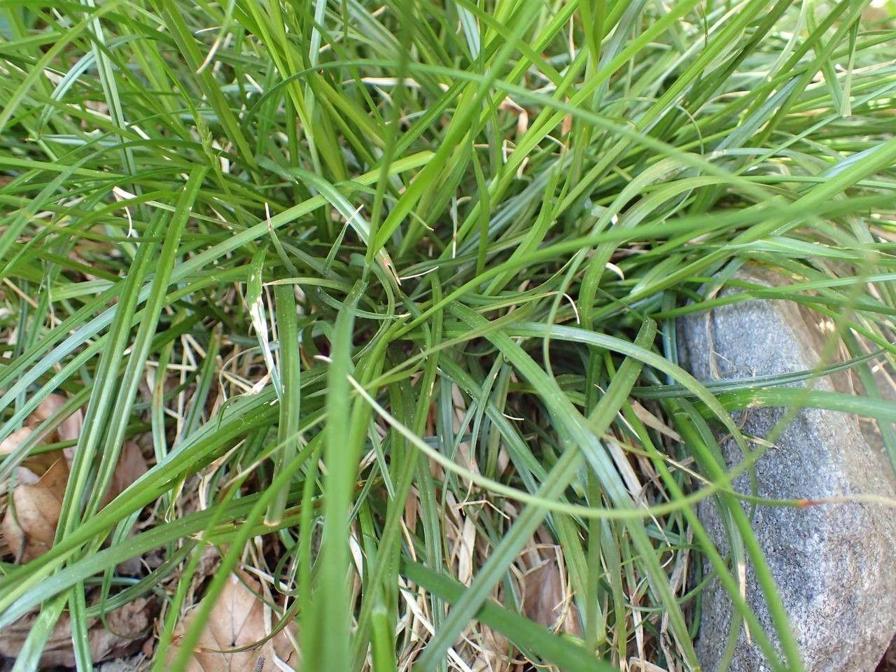 Dichte, feine Blätter von Carex pairae in einer schattigen, feuchten Ecke des Gartens