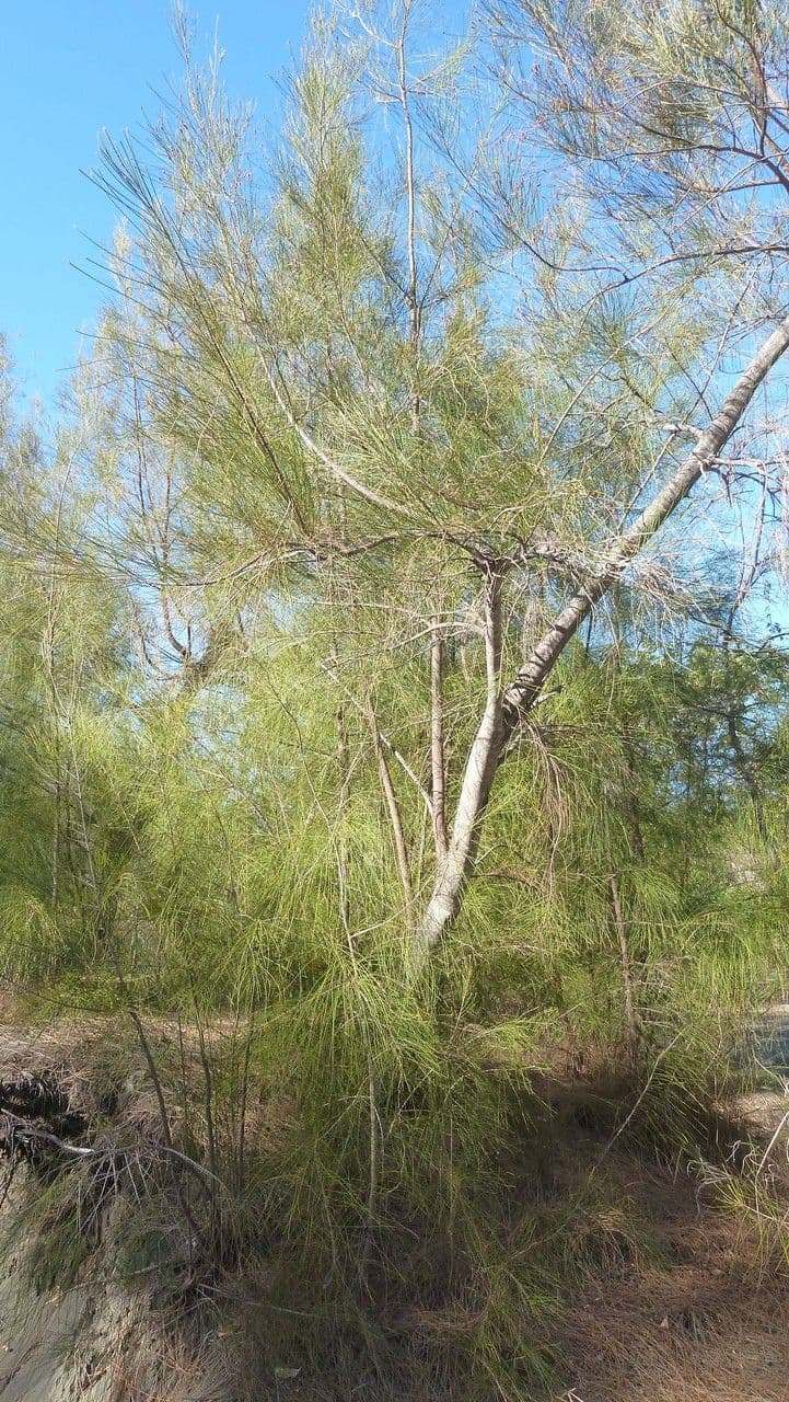 Casuarina glauca Grau-Kasuarine mit feinen nadelartigen gruenen Zweigen im Sonnenlicht