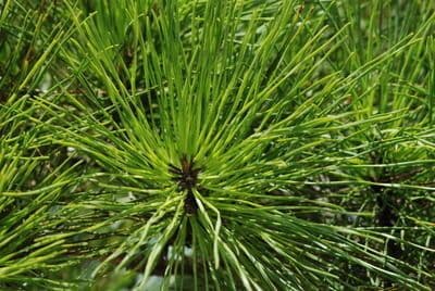 Spruce pine with needle clusters