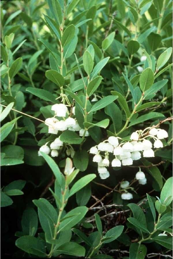 Zenobia pulverulenta with dangling white bell-shaped flowers and blue-grey foliage