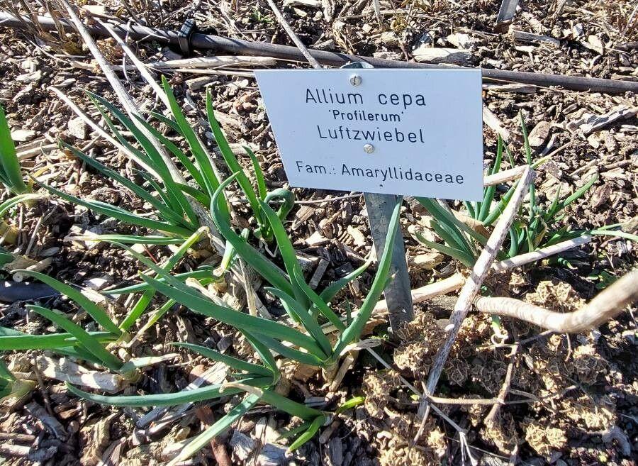 Frische Schalotten im Garten mit hellgrünen Trieben und runden Knollen leicht über dem Boden.