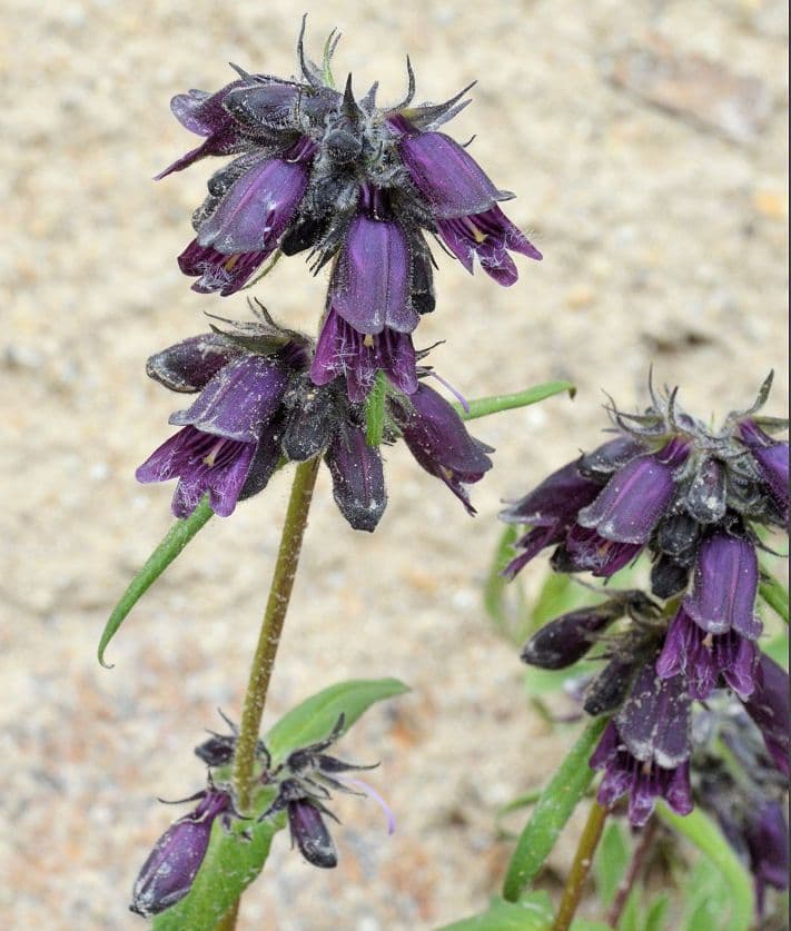 Penstemon whippleanus met donkerpaarse bloemen op een berglocatie