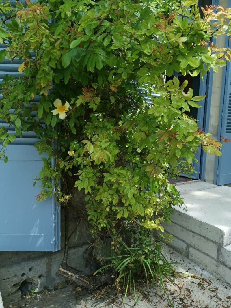 Macartney rose with large white flowers and green leaves