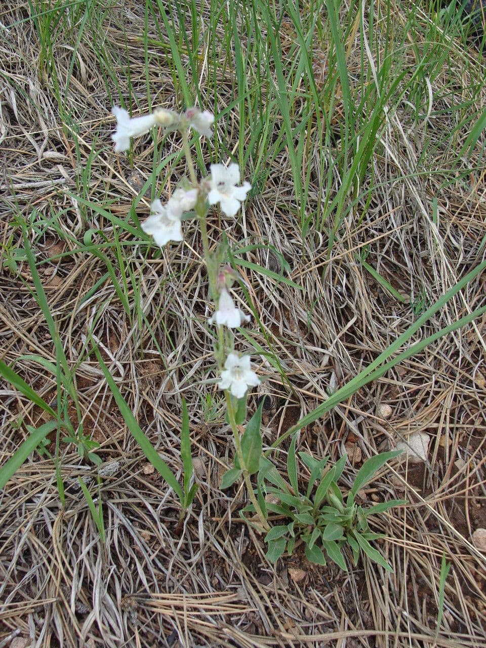 Fleurs de penstémon blanchâtre en blanc creme