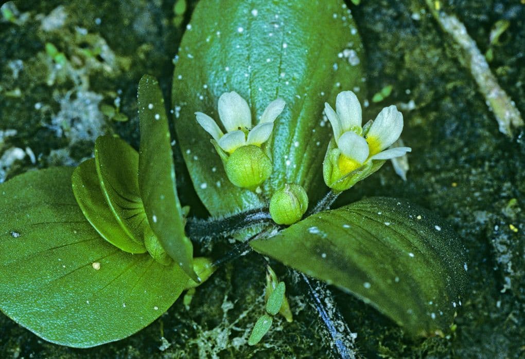Bacopa rotundifolia formant un tapis flottant en bordure de plan d'eau