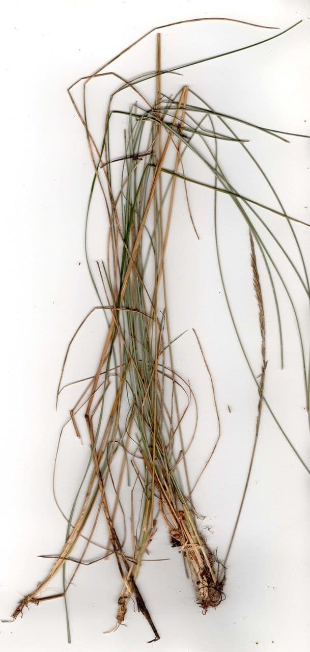 Festuca vasconcensis grasachtige groei in maritiem zand