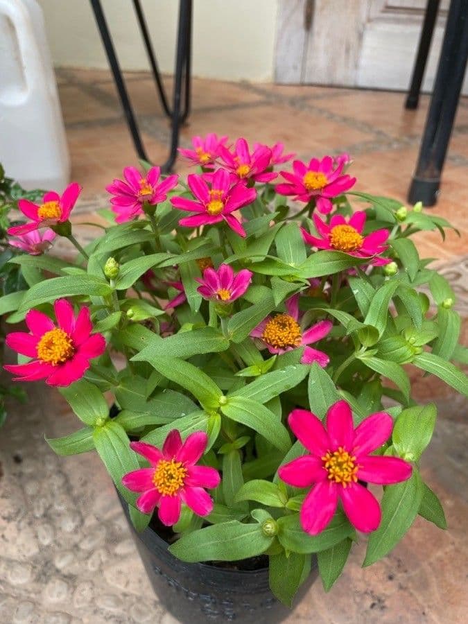Orange flowers of Zinnia angustifolia, narrowleaf zinnia