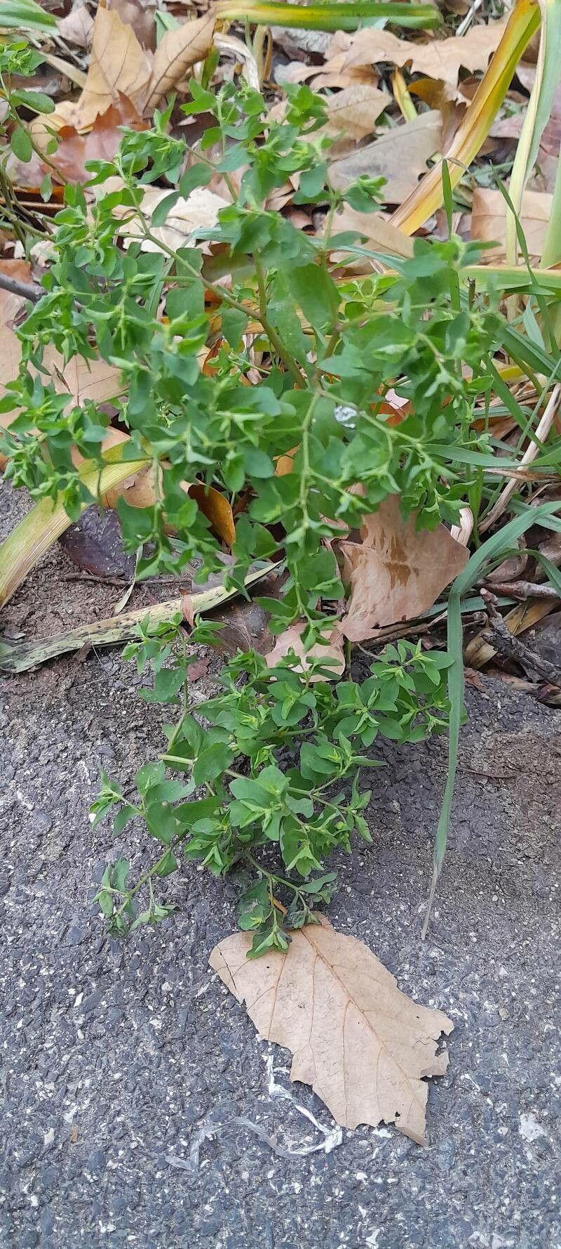 Radium-plant (Euphorbia peplus) with green stems and yellow blooms in a garden border