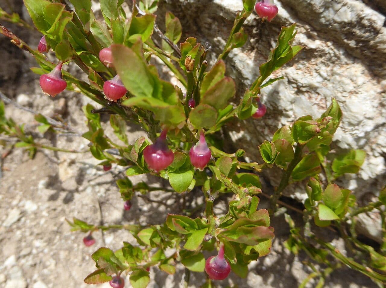 Myrtilles noires mures de Vaccinium myrtillus dans lumiere naturelle
