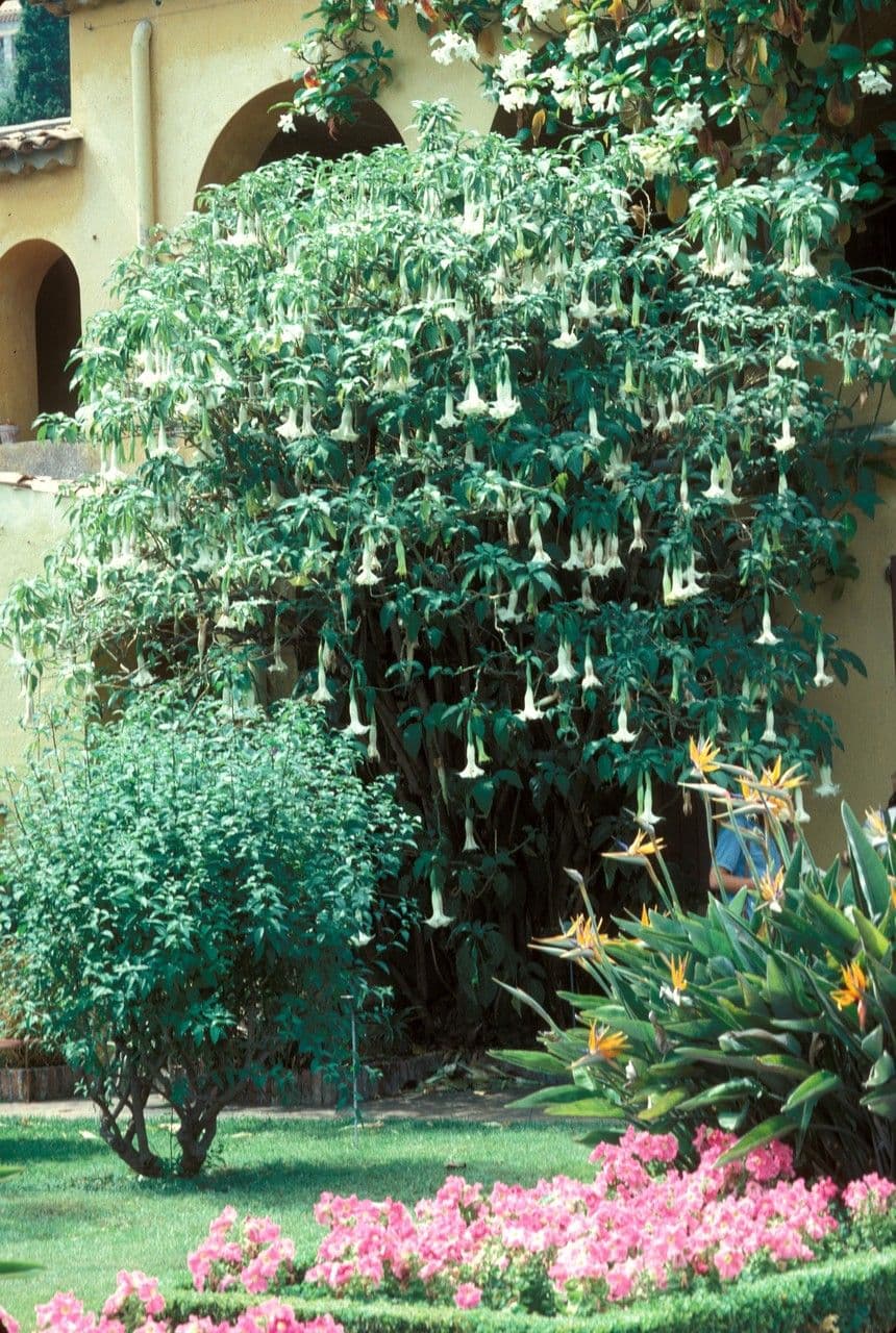 Brugmansia arborea white angel's trumpet with pendant white trumpet flowers