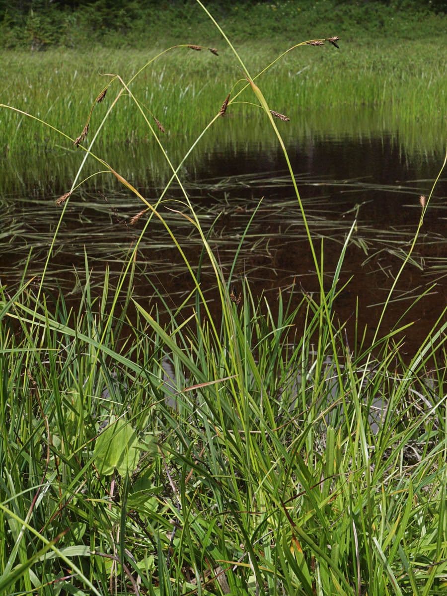 Carex luzulina growing in alpine terrain