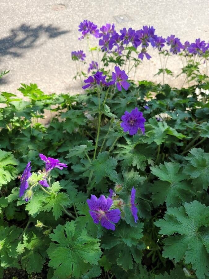 Grote paarse bloemen van geranium platypetalum