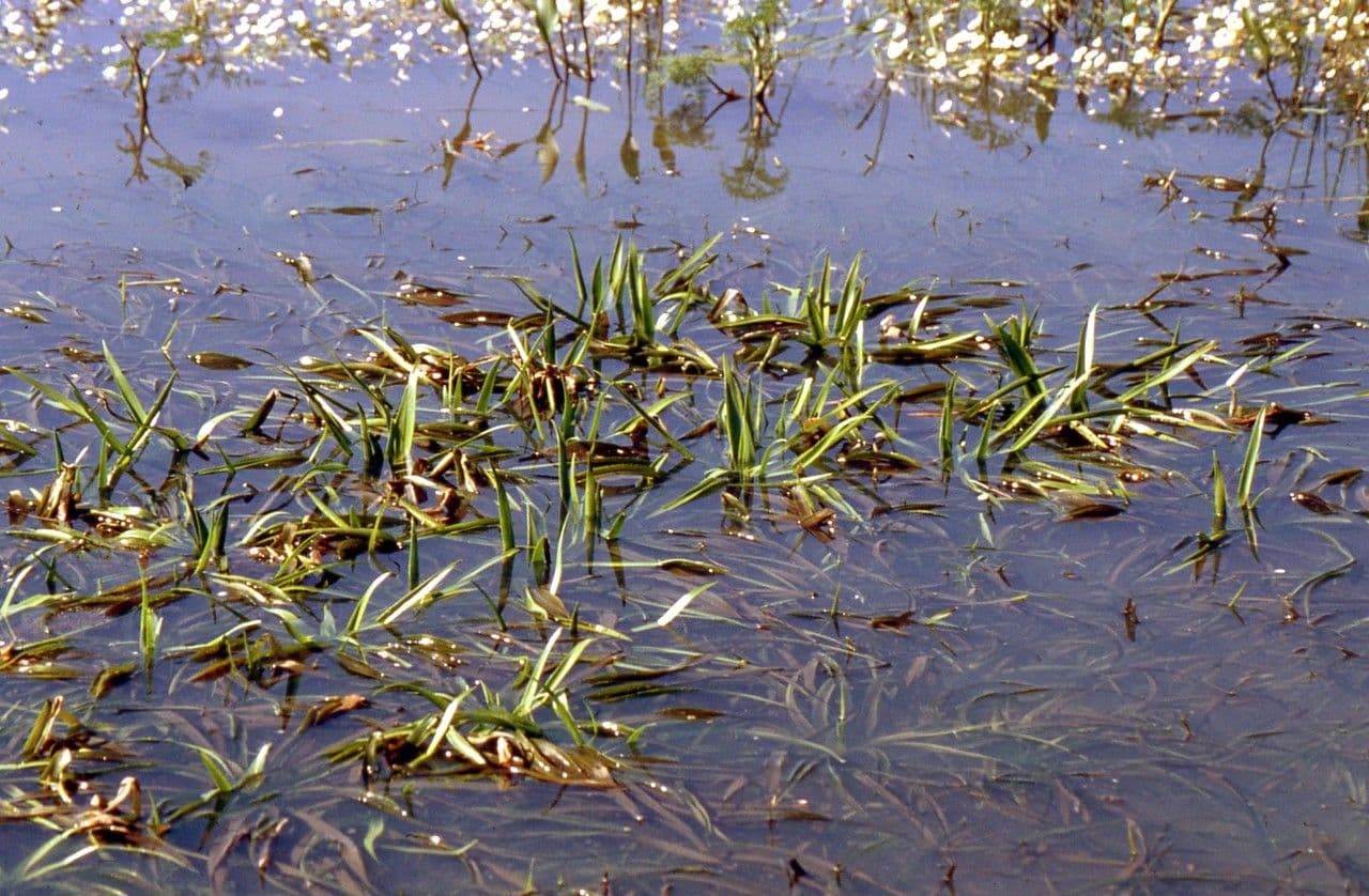 Krebsschere (Stratiotes aloides) schwimmend im Wasser mit scharfen aloe-ahnlichen Blattern