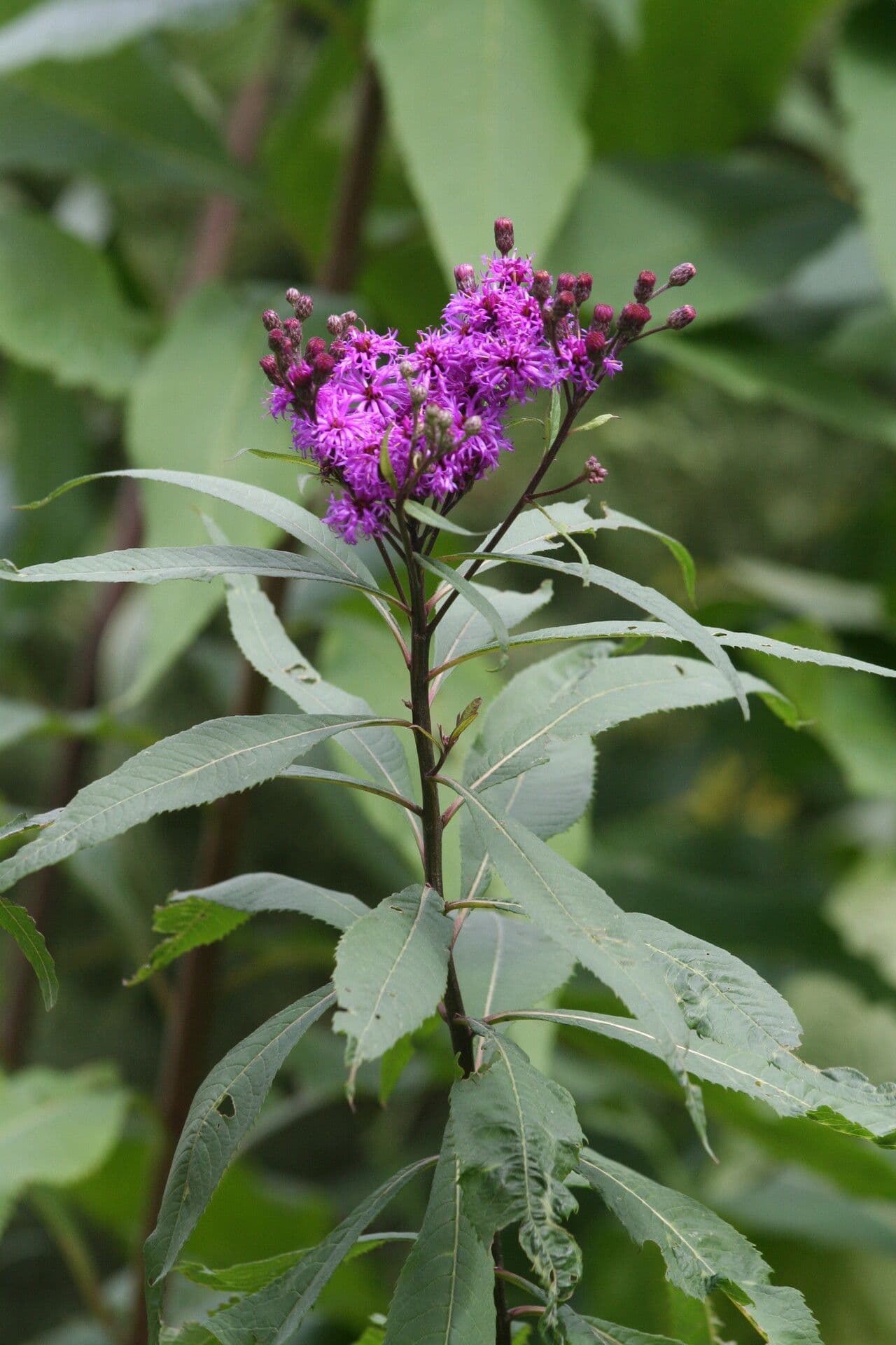 Reuzenschijnaster (Vernonia gigantea) met rijke paars-rode bloemen in late zomer