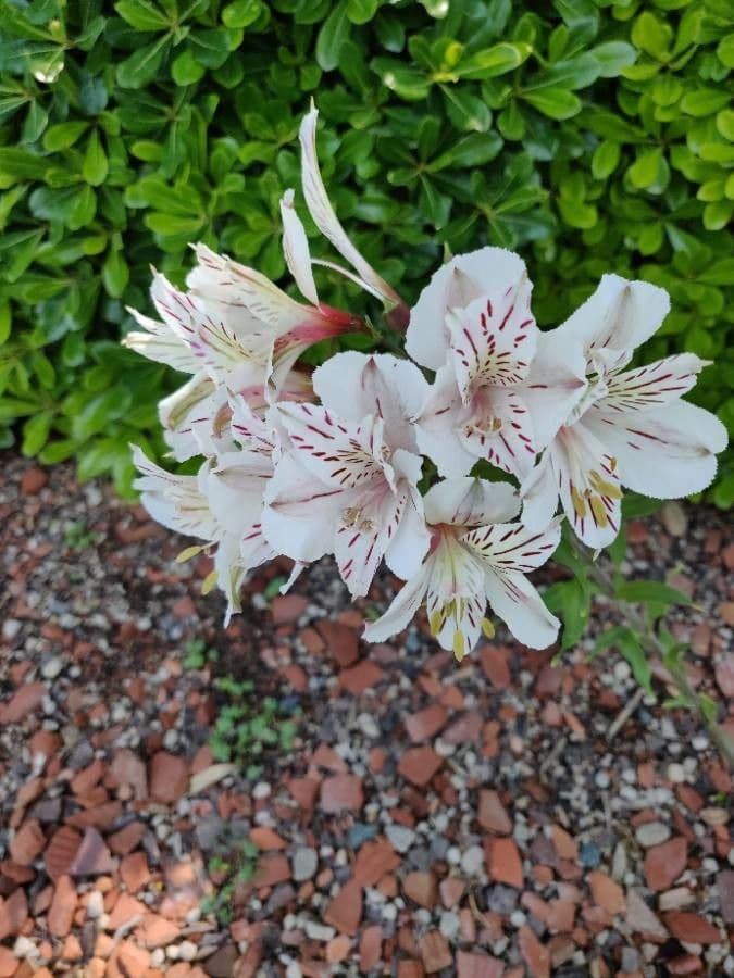 Alstroemeria aurea met goudgele bloemen en gestreepte bloemkroon in tuinomgeving