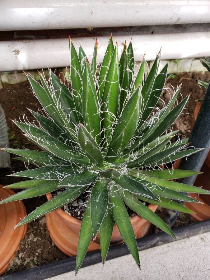 Agave poilu aux feuilles gris-argent distinctives et pileuses